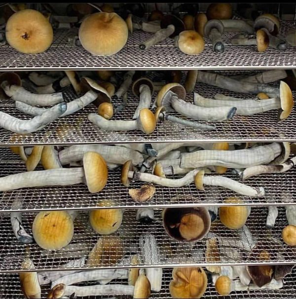Wizardry Mushrooms