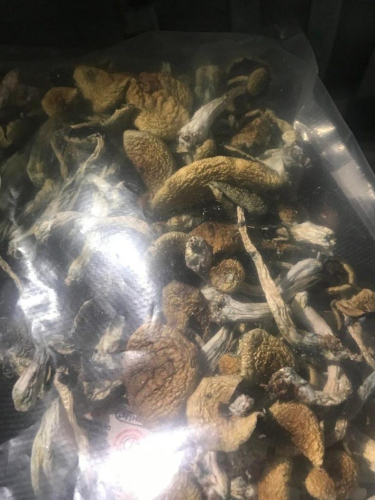 Malber coast mushrooms
